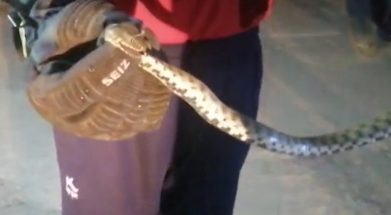 Eve giren yılan korku dolu anlar yaşattı!